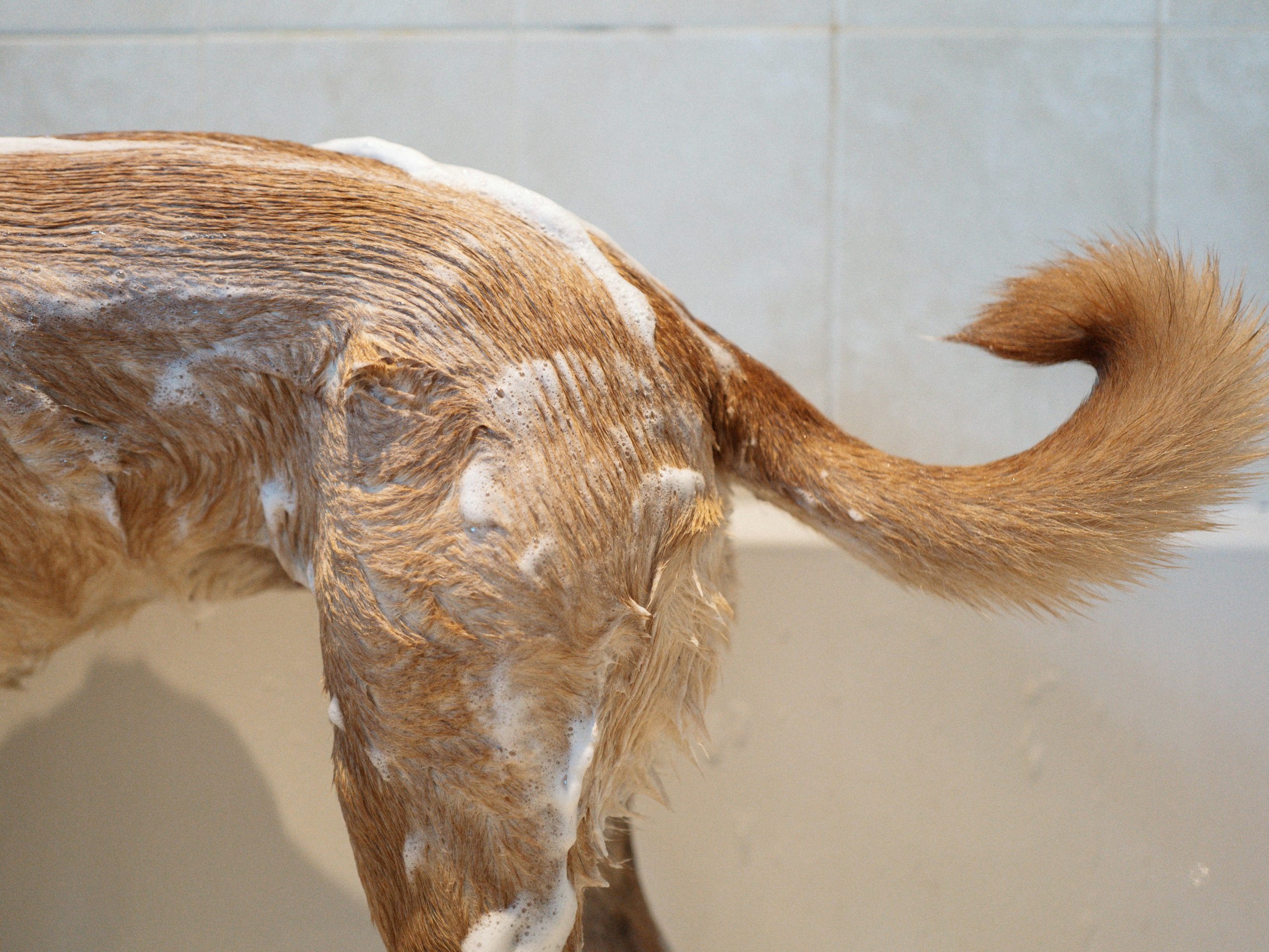 Dog Bath