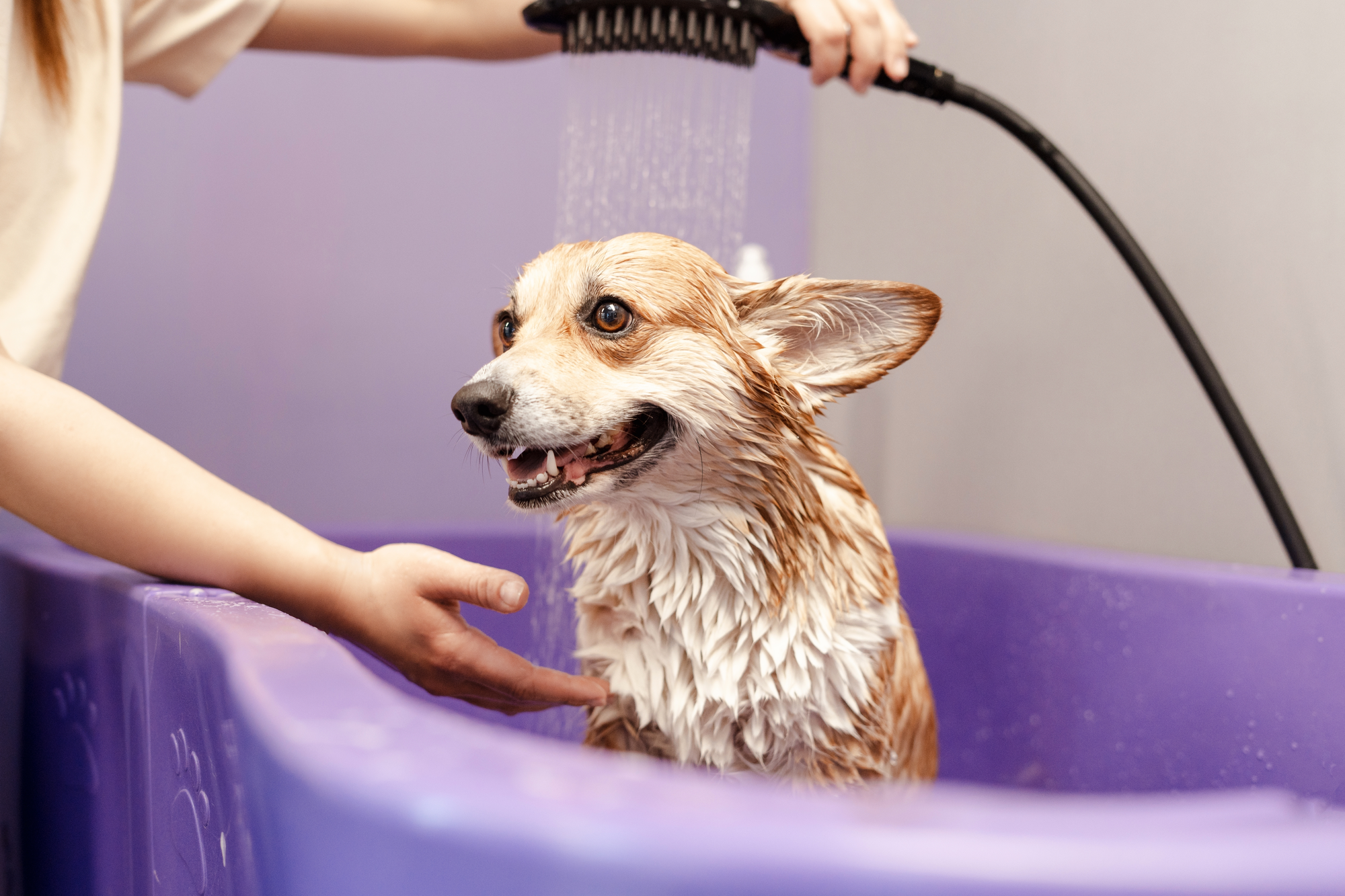 Dog Grooming