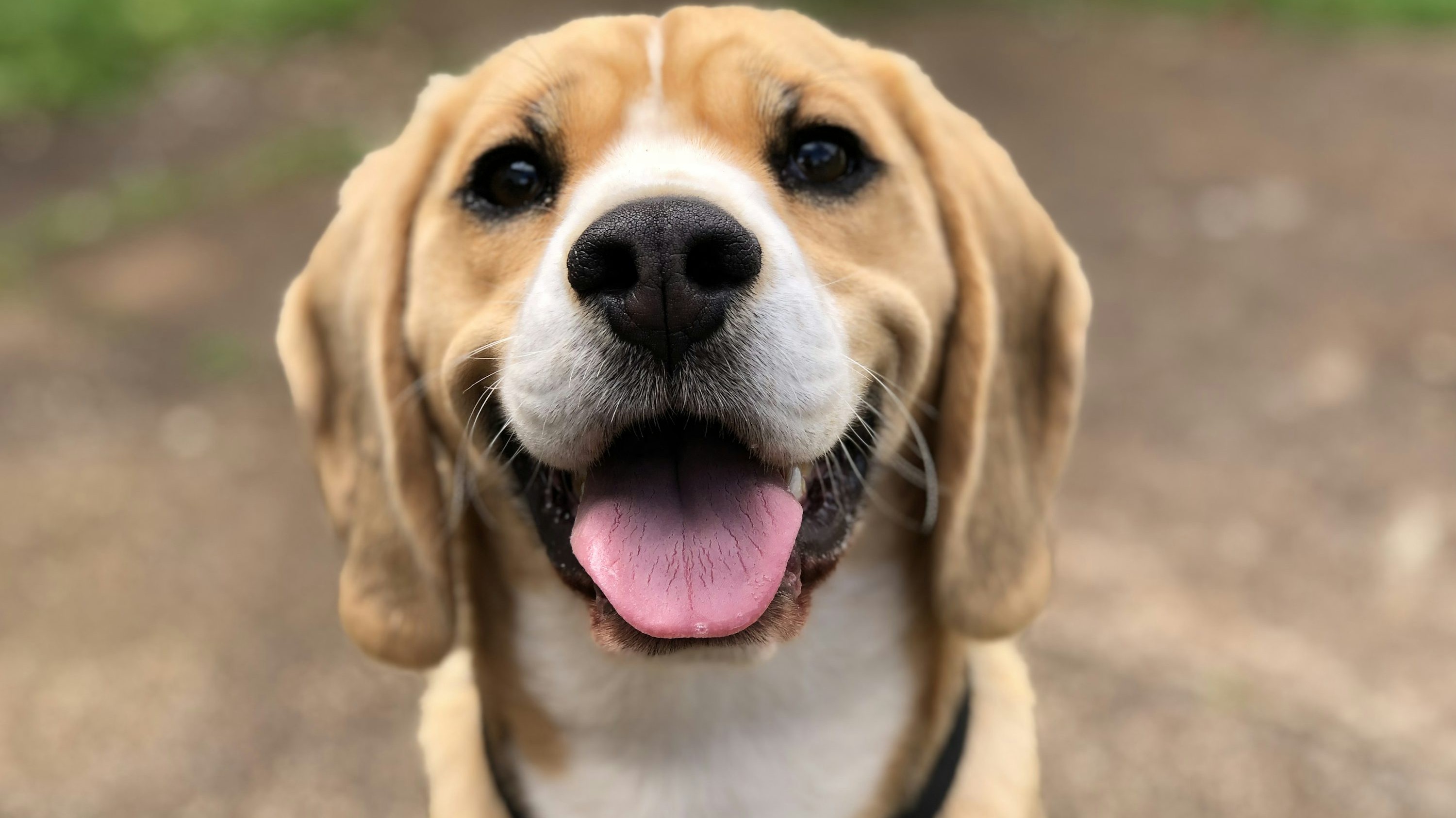 Happy dog receiving professional care at Bubbles Groomery in Fairfax VA