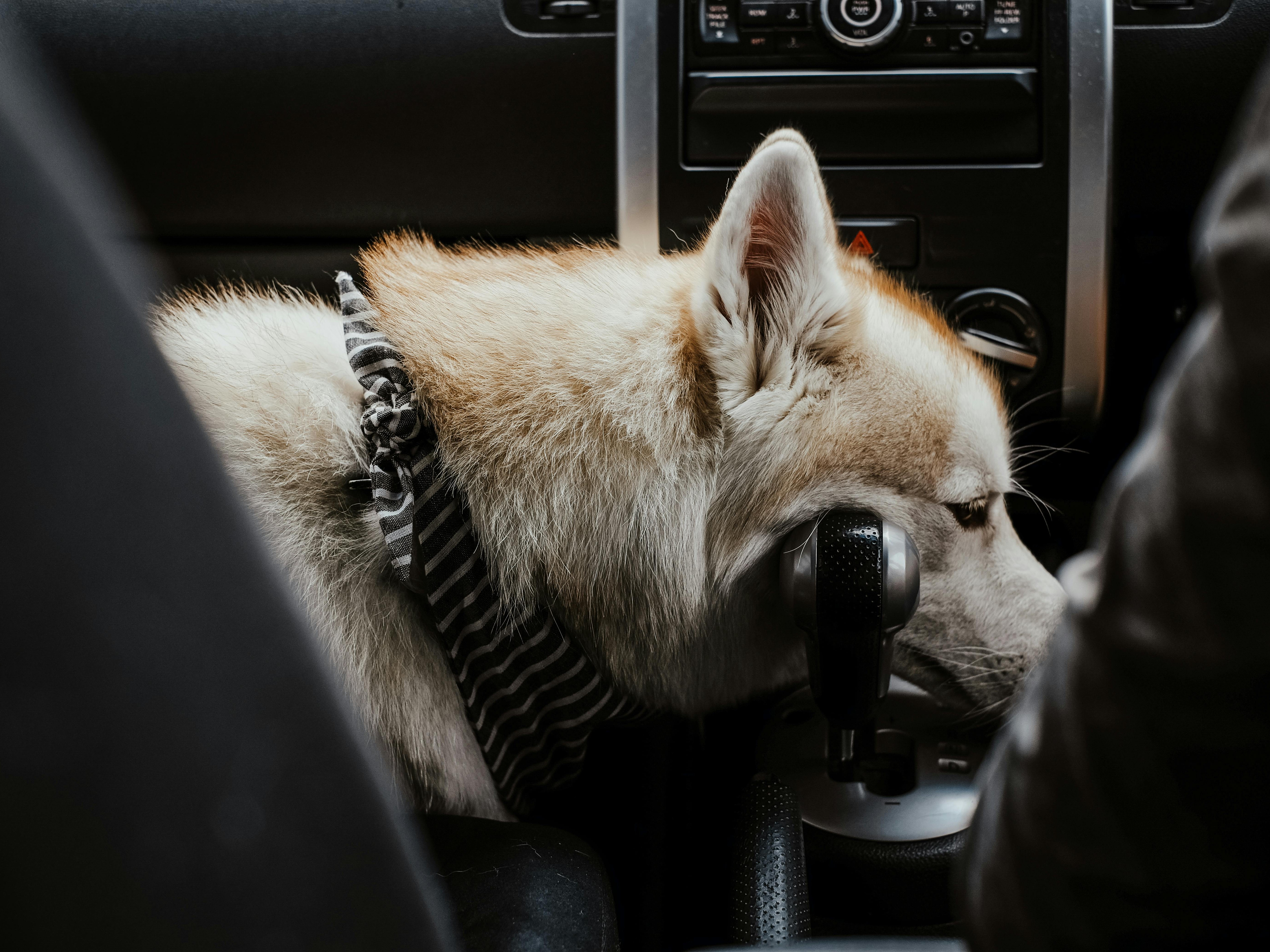 Pet Taxi